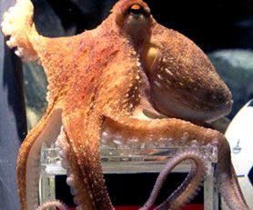 pulpo paul